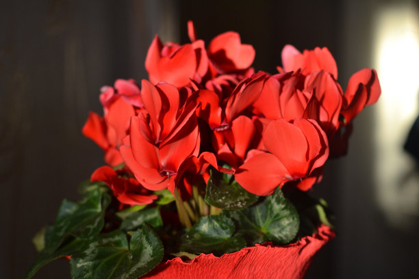 阳光下的红色柑橘花室内近距离。图片下载