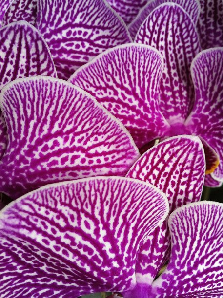 全框蝴蝶兰丁香兰花图片下载