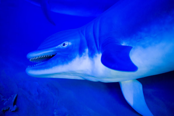 鲸类:有齿鲸，海豚的祖先图片下载