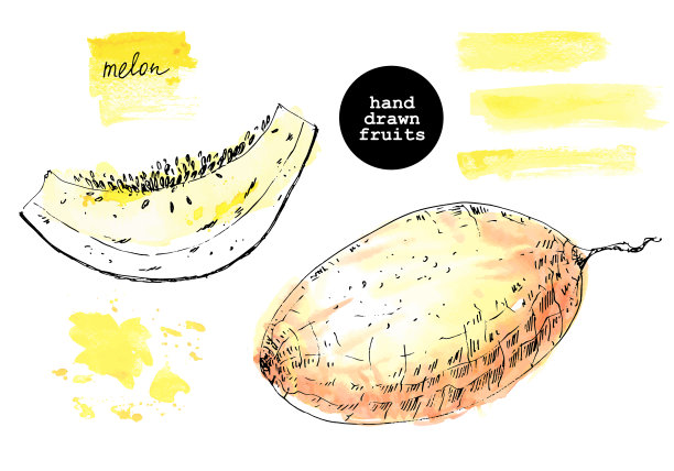 手画甜瓜和切片的水彩黄色墨水速写。图片下载
