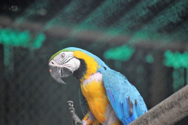 德里动物园里的蓝金色金刚鹦鹉。图片下载