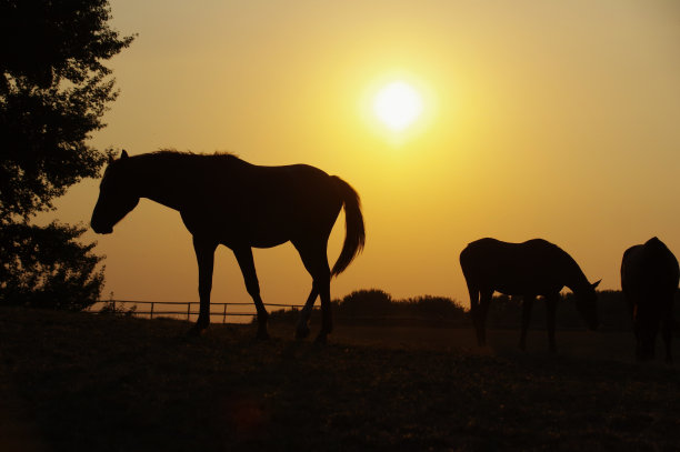 乡村日落的景色和放牧的马图片下载