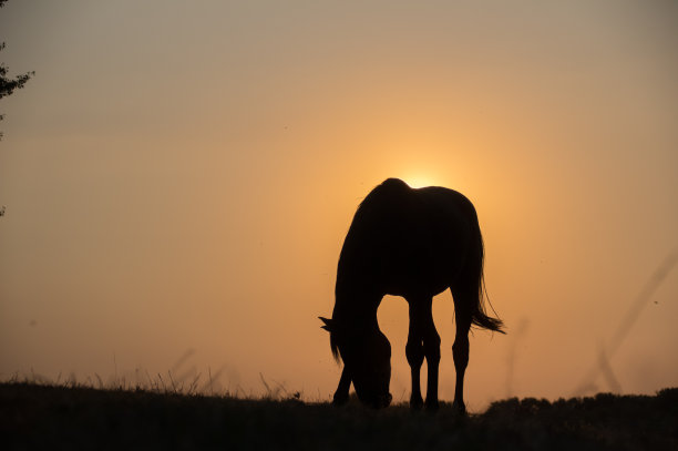 乡村日落与放牧的马图片下载