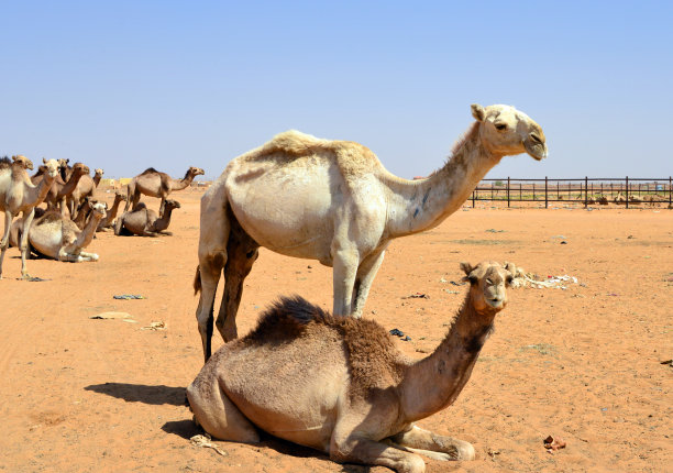 苏丹喀土穆恩图曼的莫瓦伊利赫骆驼市场图片下载