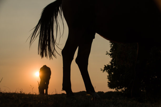 乡村日落与放牧的马图片下载
