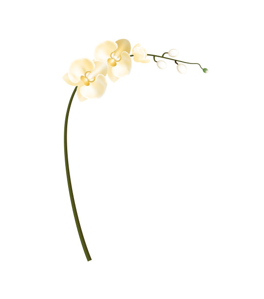 逼真详细3d热带兰花异国情调的花。向量图片下载