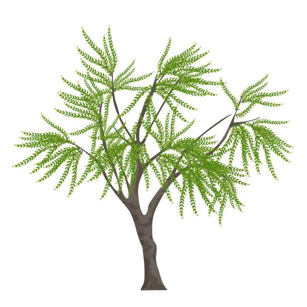 现实优雅的树孤立在白色的背景。图片下载