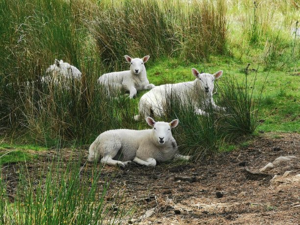 小羊羔图片下载