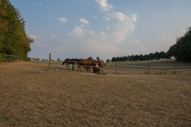 乡村日落景象与饮酒的马图片下载