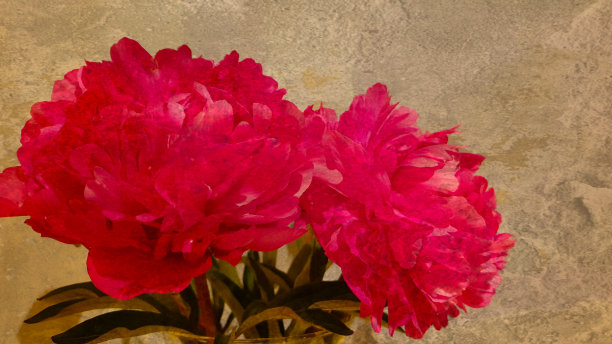 素色背景下的两朵粉红牡丹玫瑰图片下载