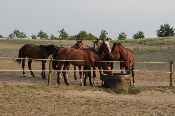 乡村日落景象与饮酒的马图片下载