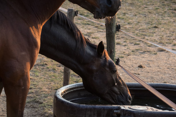 乡村日落景象与饮酒的马图片下载