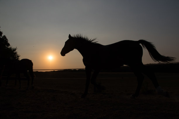 有马的乡村日落景色图片下载
