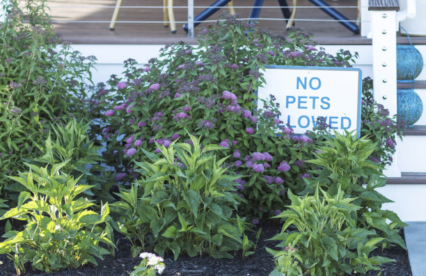 甲板下的花园不允许有宠物出没图片下载