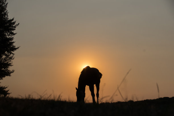 牧马的乡村日落景色图片下载