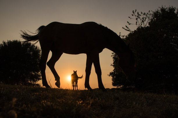 乡村日落与放牧的马图片下载