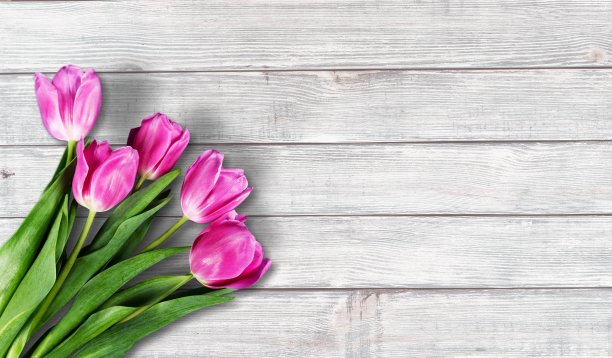 紫色。图片下载