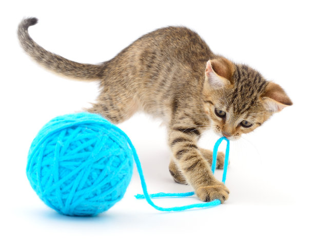 毛线团的猫图片下载