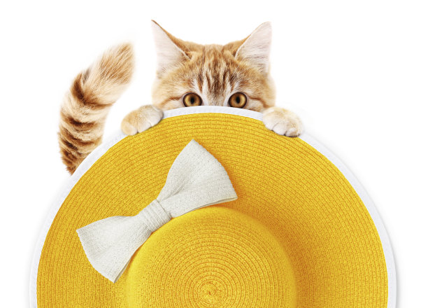 姜有趣的猫与夏天的海滩圆形草帽与白色弓孤立在白色的背景图片下载