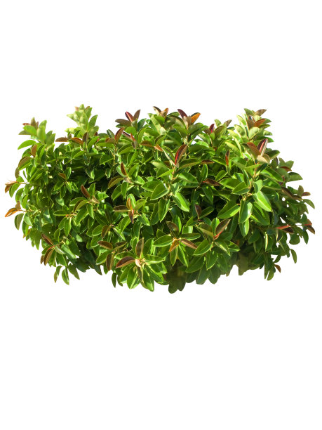 灌木球，木球，树孤立在白色背景上图片下载