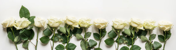 白色背景上的白玫瑰。图片下载