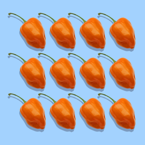 橙色哈瓦那辣椒图案在一个蓝色的背景图片下载