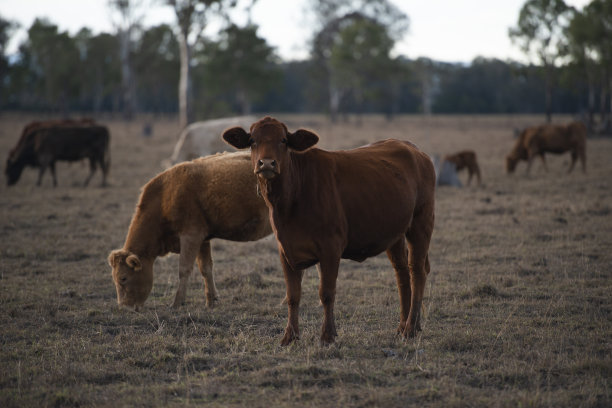 一群公牛和母牛。图片下载
