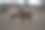 一群公牛和母牛。图片下载