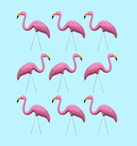 蓝色背景下的粉红色火烈鸟图片下载