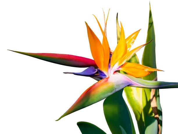 天堂鸟花图片下载