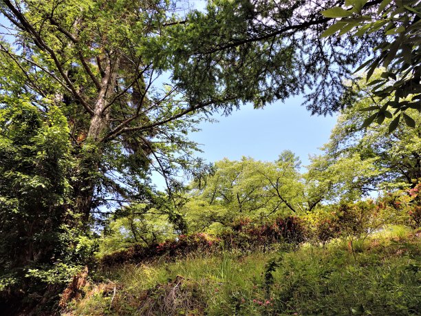 阿尔卑斯山脉公园。夏天图片下载