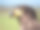 一个不成熟的美国秃鹰的特写图片下载