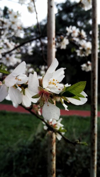春天的花的照片图片下载