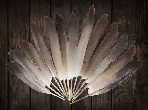 鸽子的羽毛图片下载