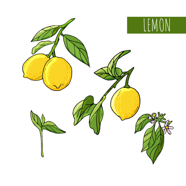 柠檬水果艺术插画。孤立的手绘柠檬，盛开的花朵和叶子。图片下载