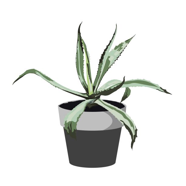 Exotic agave in pot. Houseplant in pots. Green natural décor for home and interior.图片下载