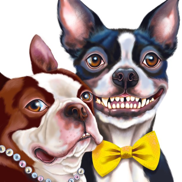 波士顿梗夫妇图片下载