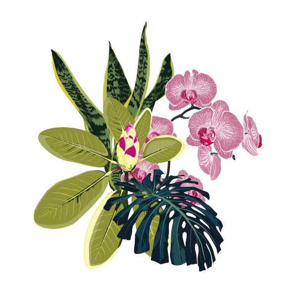 由粉红色的兰花枝和各种奇异的植物和棕榈怪物的叶子组成。手绘水彩风格的插图。图片下载