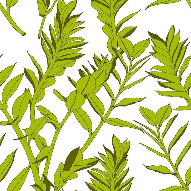 无缝的热带图案，生动的热带叶，绿色的奇异的扎米眼叶。复古白色背景。图片下载