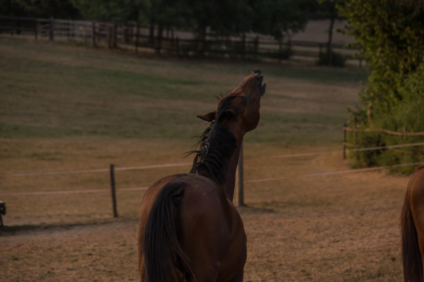 乡村日落场景与flehmen马图片下载