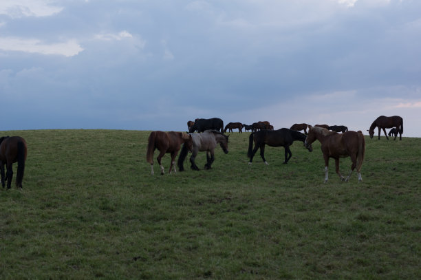 乡村日落与放牧的马图片下载