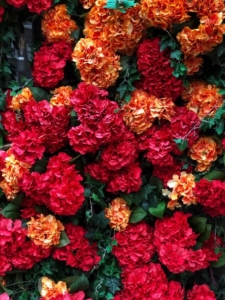 花的背景图片下载