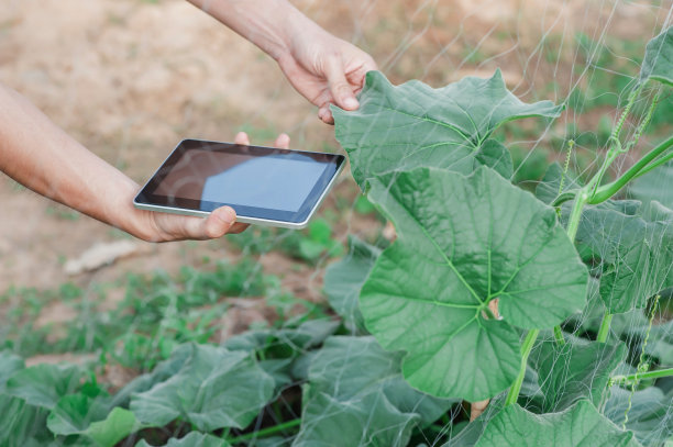 手栽蔬菜用片检植物的分析图片下载