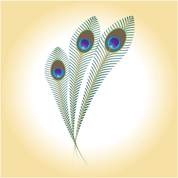 一组孔雀羽毛的插图图片下载
