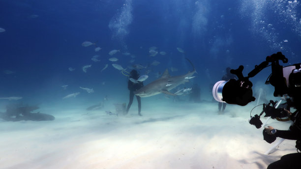 一名潜水员潜入海底观察并拍摄了大白鲨在海洋中游动和寻找猎物的照片图片下载