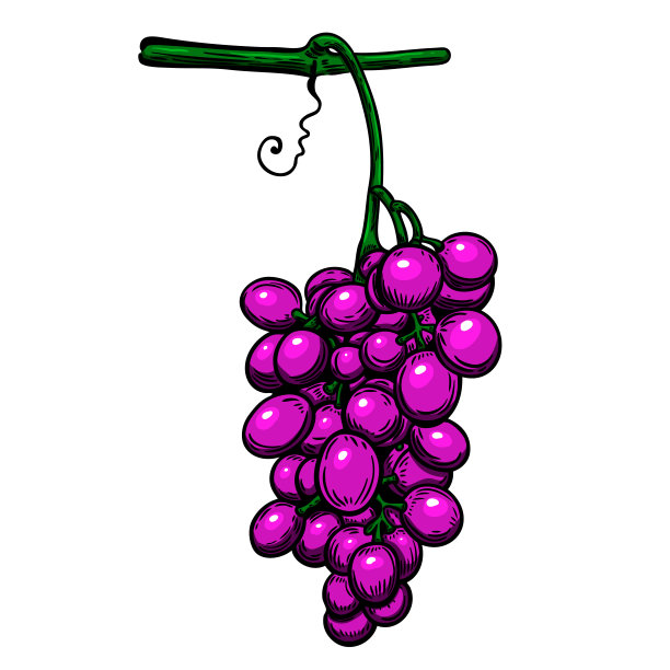 白色背景上的葡萄枝。设计元素海报，标签，标志，卡片，横幅。矢量图图片下载