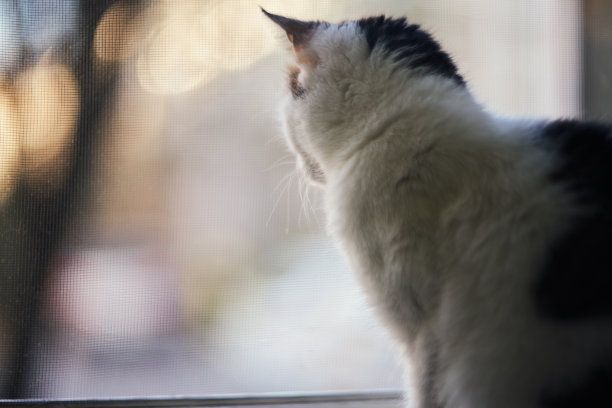 小白猫在街上看着人们的肖像图片下载