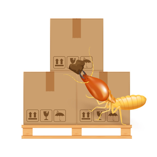 白蚁叮咬吃白色背景上棕色隔离的纸箱，白蚁和工厂仓库里的木托盘和纸箱，白蚁在瓦楞纸箱上行走，白蚁在板条箱上损坏的箱子图片下载