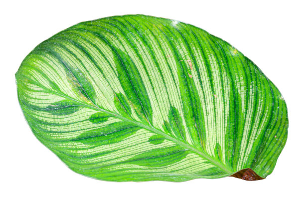 棕榈叶孤立在白色背景与修剪路径。图片下载