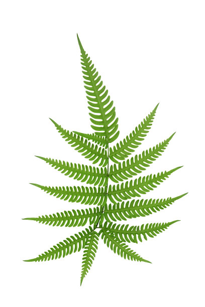 绿叶蕨叶热带雨林叶植物孤立在白色的背景，修剪路径包括。图片下载